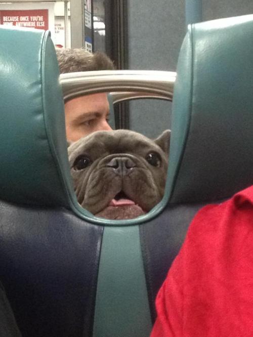 awwcutepets:On the train and saw this friendly face