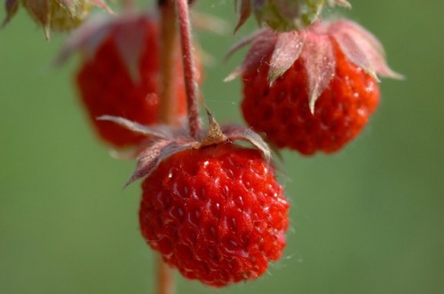 llovinghome - wild strawberries
