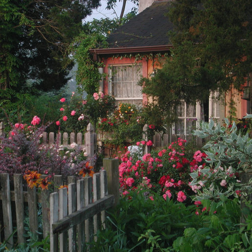 outdoormagic:Flower Carpet roses in cottage garden by...