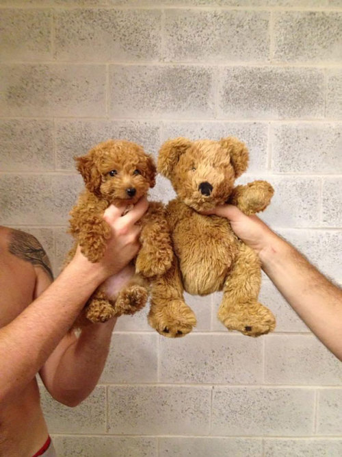 beben-eleben - Chubby Puppies That Look Like Teddy Bears