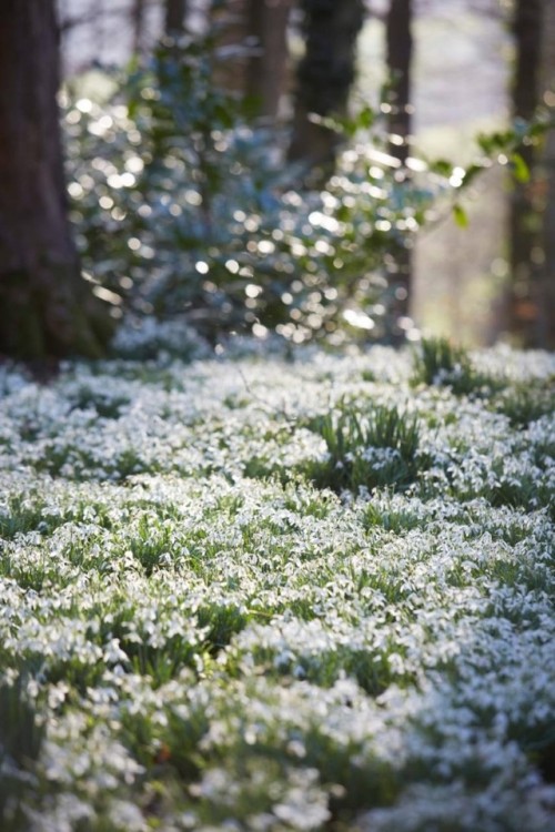 pagankingsofolde - Snowdrops at Painswick Rococo GardenPhoto...