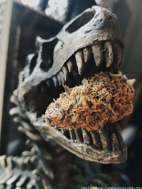 cinnaluna - Turns out T. rex was never really a carnivore …...