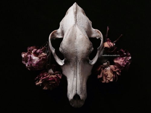 roadkillandcrows:Skulls and dried flowers.