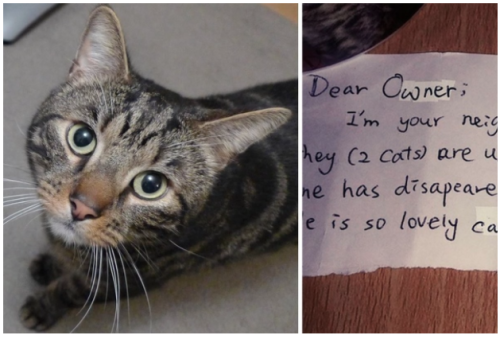 catsbeaversandducks:Couple Mourning Their Cat Find a Note from...