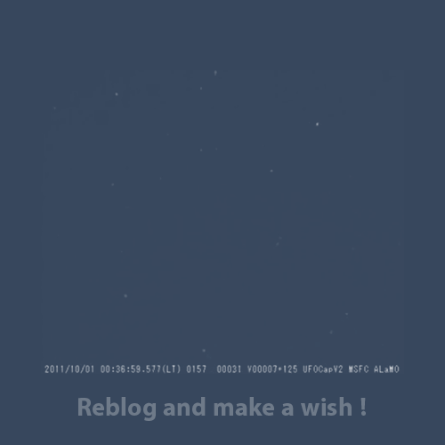 mewsique:what do you wish for?