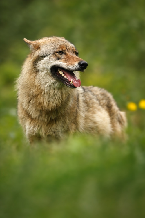 beautiful-wildlife - Wolf by Ales Gola