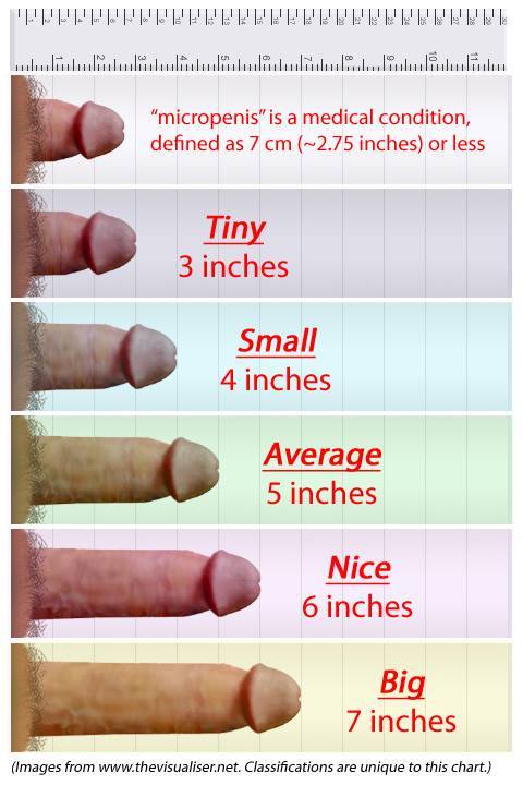 Average caucasian penis length