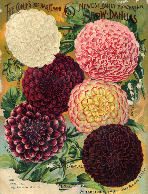 smithsonianlibraries - Florals? For...
