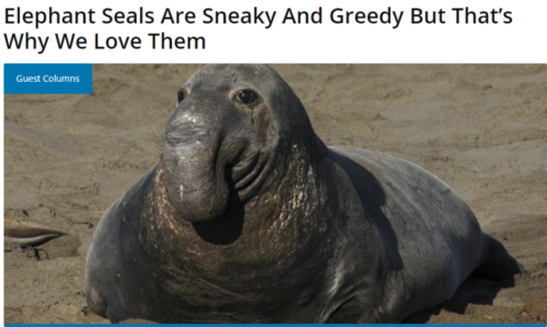 slumbermancer - this elephant seal’s name is “GUEST COLUMNS”