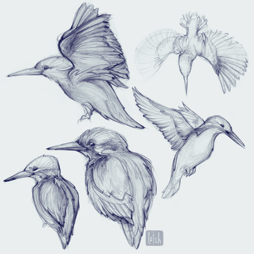 loish - birbs! I love these king fishers. seeing more and more...