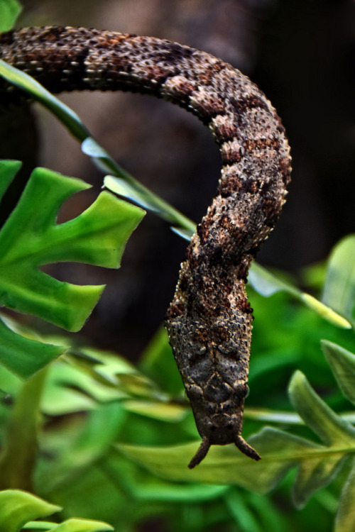 lovingexotics - Tentacled Snake Erpeton Tentaculatum ...