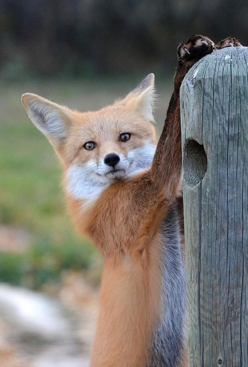 Stretching Fox by © Robert Buderman