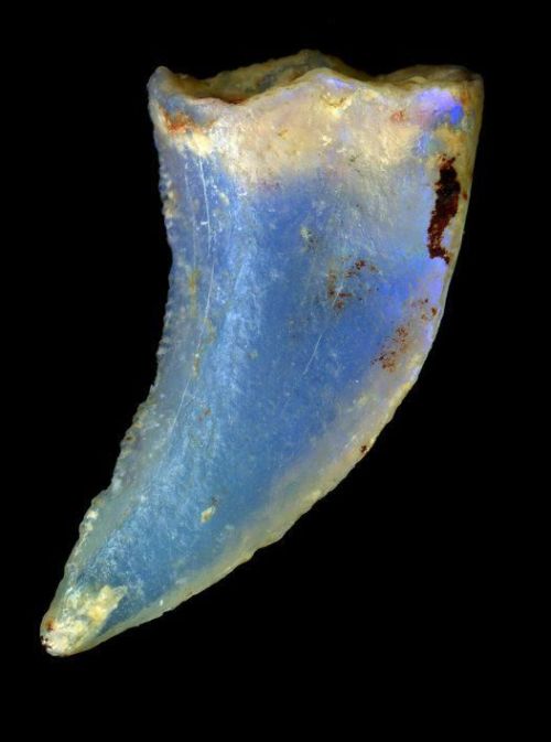 treasures-and-beauty:Opalized dinosaur tooth from Australia.