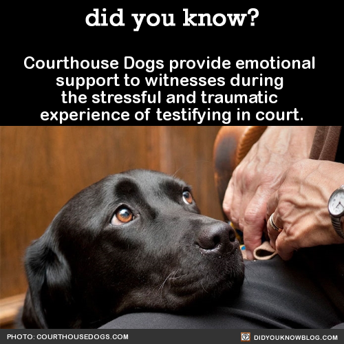 did-you-kno-courthouse-dogs-foundation-is-a