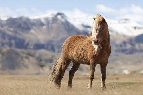 scarlettjane22 - Icelandic Horse - Hella, IcelandDavid...
