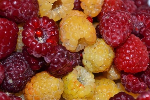 llovinghome - Autumn Fruiting Raspberries