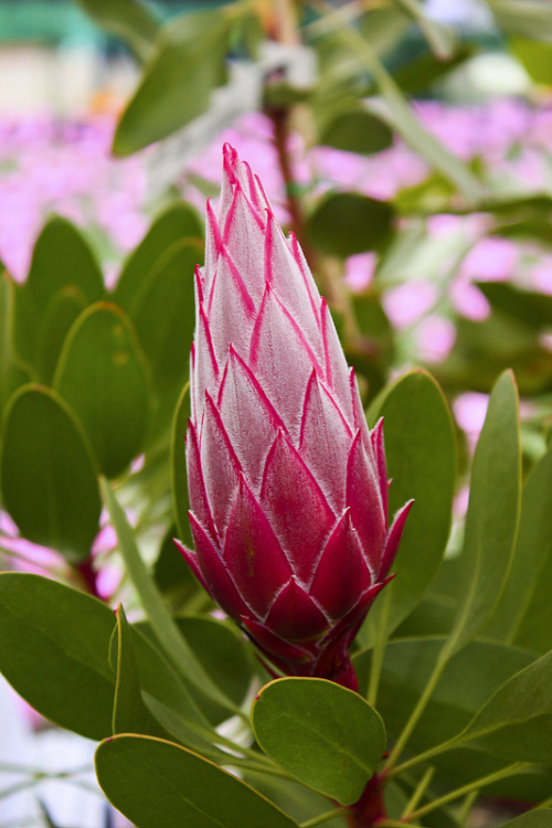 passion4plants - protea flower bud