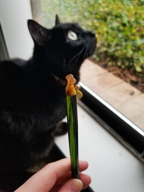 stoned-adventurer - Dabs with a cat