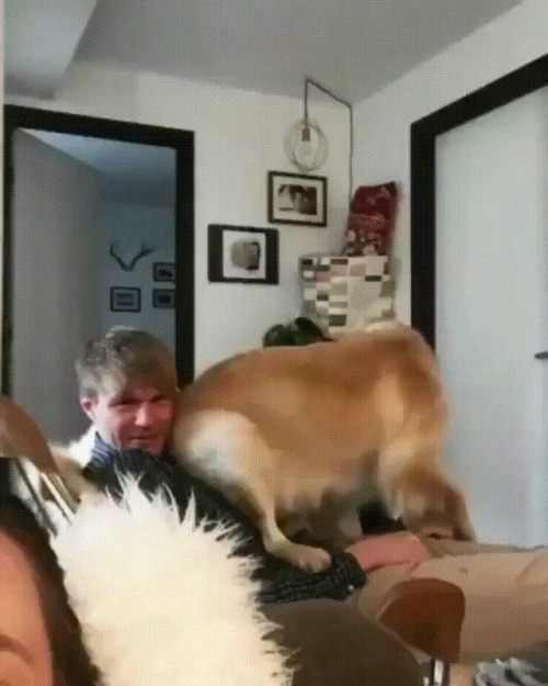 Never too big to be a lap dog! (Source: http://ift.tt/2r6oidS)