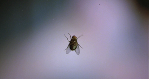 cinemawithoutpeople - Cinema without people - The Fly (1988, David...
