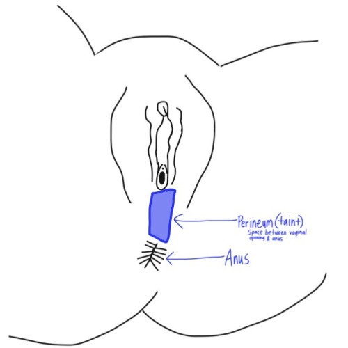 charmingbarbarian - adysphoric - Hello, I made parts of the vulva...