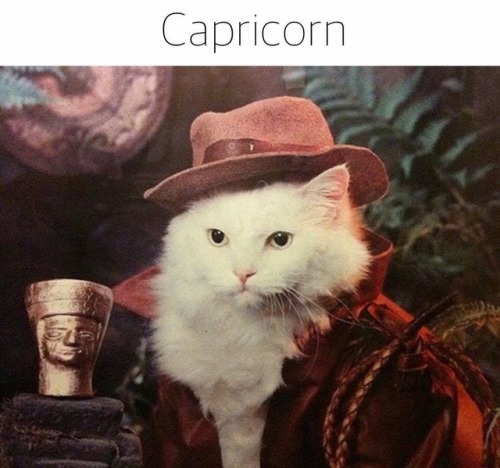 gaypussyretard - cat astrologySilly kitties X3