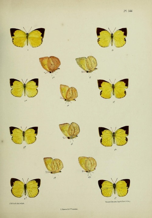 wapiti3 - Lepidoptera indicaBy Moore, Frederic, 1830-1907...