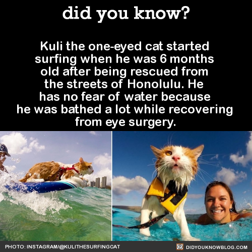 did-you-know - Kuli the one-eyed cat started surfing when he was...