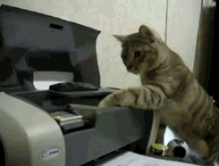 onlylolgifs - Cats vs Printers