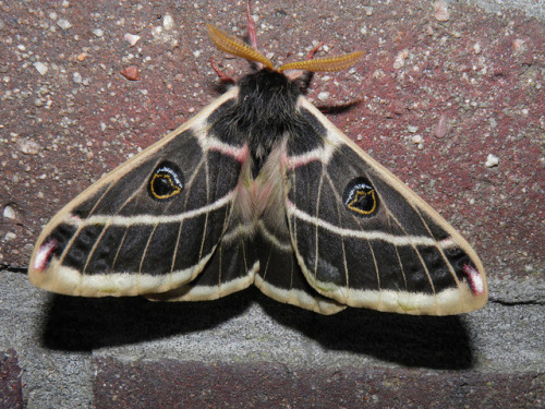 laughingsquid - The Surprising Beauty of Gentle Giant Moths
