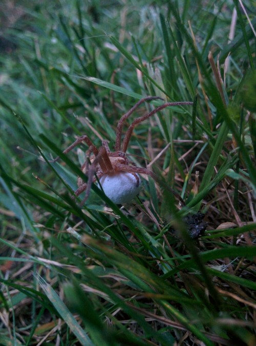 buggirl - “????!!!! Found while cleaning my yard! About an...