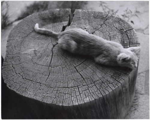apeninacoquinete - todd webb | ghost ranch, cat and stump, 1962