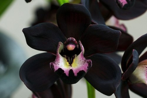 liyahetman - Very rare - black orchid or Cymbidium Kiwi...