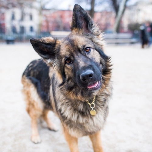 thedogist - Eloise, Shiloh Shepherd (1 y/o), Tompkins Square Park,...
