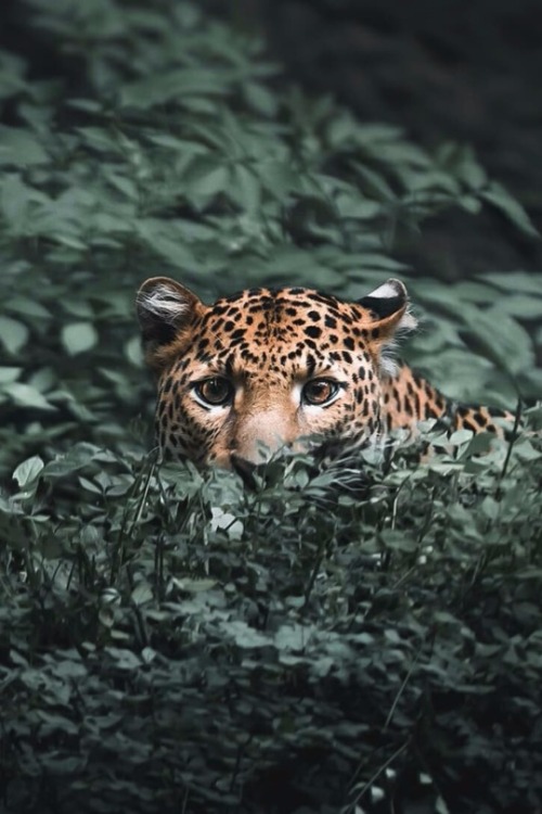 maureen2musings:Hide and seek through the Junglealexisrateau