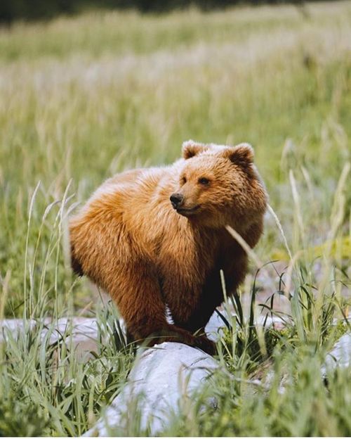 folklifestyle:Tag someone that needs a cuddly bear in their...
