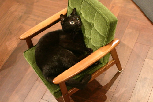 kinaco-cat - こども用ソファで猫じゃらししてたら、とんでもない瞬間が撮れてしまった。ポーズもすごいがアニメみたいな顔になっ...