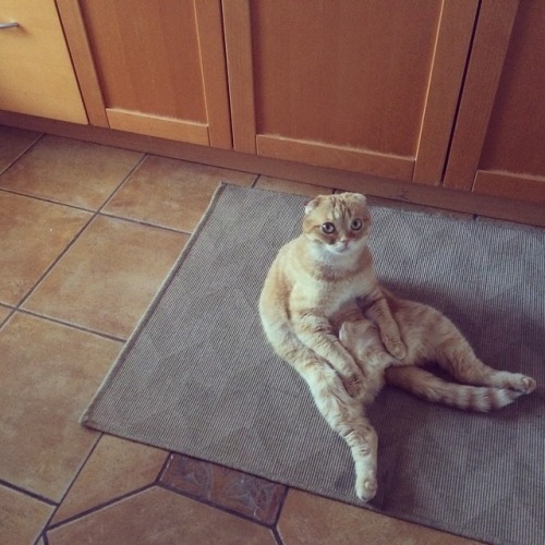 catsbeaversandducks -  ”I’ll just sit here and wait for dinner,...