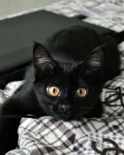 babydogdoo:Black cats are beautiful