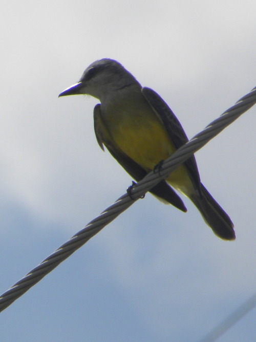 Aves venezolanas