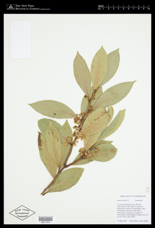 popbotany:Always team Laurel.Laurus nobilis, Lauraceae...