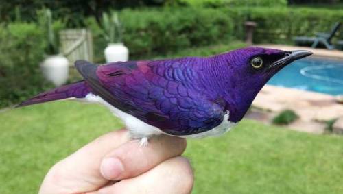 end0skeletal - Violet-backed Starling Males (x x...