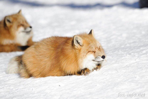 littleprincessfullawuv - everythingfox - Fox loafIt a foaf!