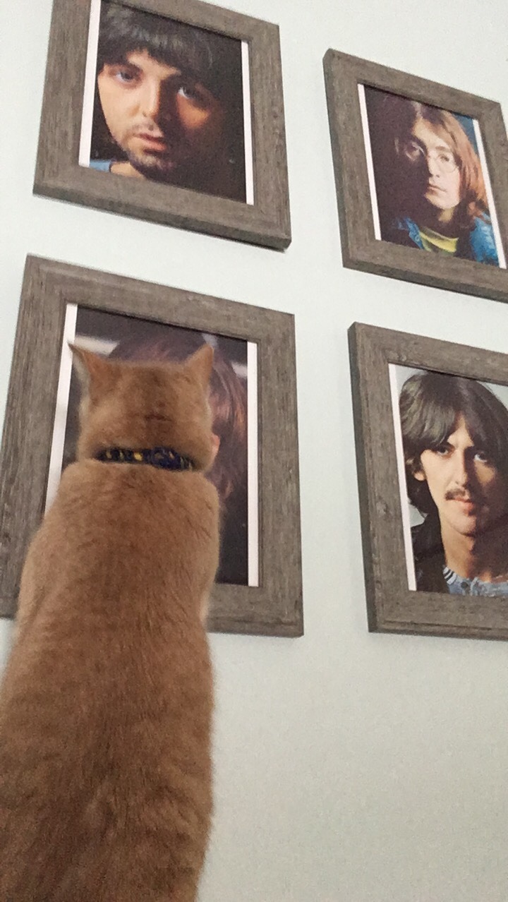 panini-deaky:My cats weird obsession with Ringo StarrSo recently my cat has become infatuated...