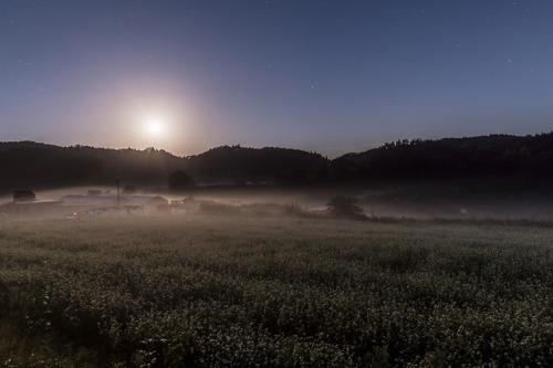 copal-sq - 久々に晴れたので夜から朝まで撮影♪月明かりに照らされた夜霧の蕎麦畑は美しかったなー。新蕎麦とひやおろしの季...