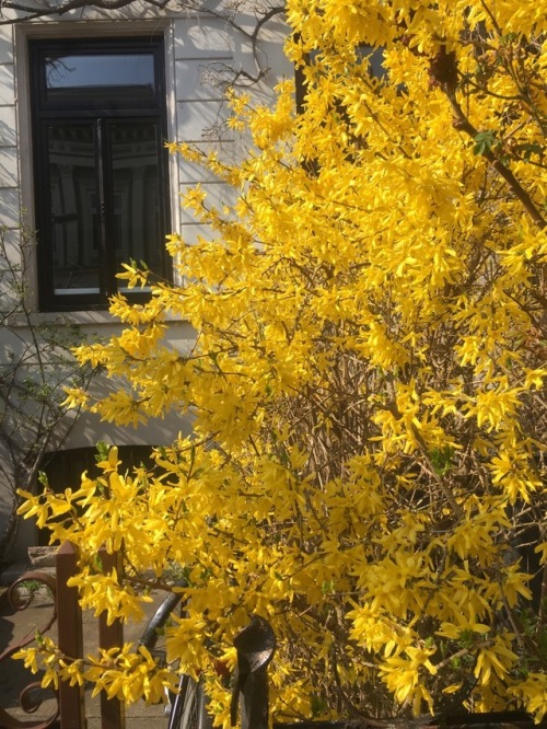 warmerthansun - Yellow everywhere 