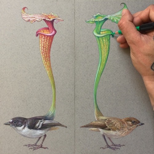 maraldart - “Flycatchers” are finished, I will bring these among...