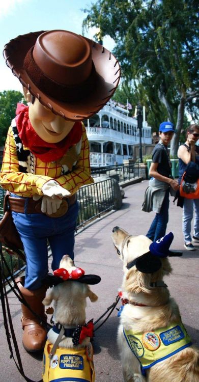 babyanimalgifs - Service Dogs take on Disneyland