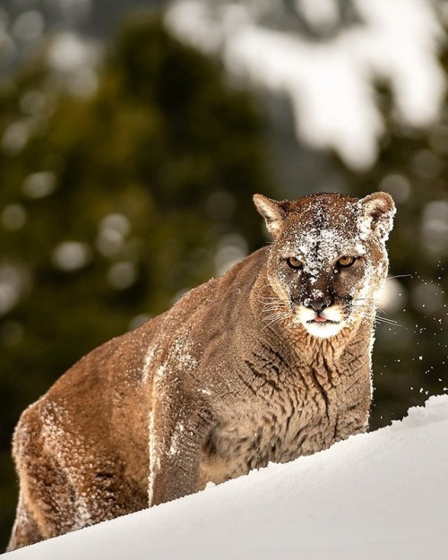 Mountain Lion by © suhaderbent