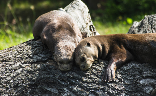 ainawgsd - Sunbathing Otters